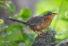 Morococcyx erythropygius